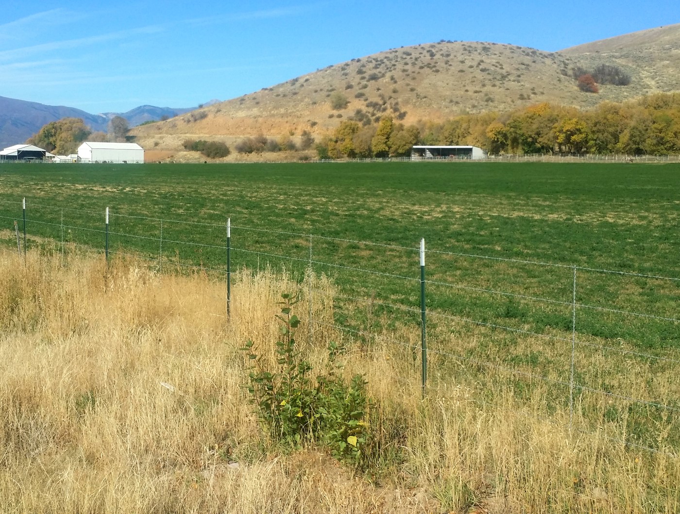 4-Strand Barb Wire Fence